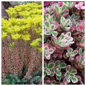 Sedum spurium tricolor i rupestre blue