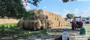 Seno detelina
