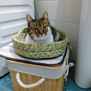 ZOKA traži dom u Subotici