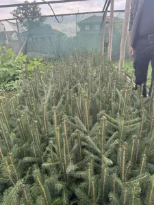 Sadnice Smrče više veličina