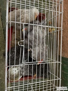 3 para graorastih kokinkina