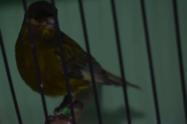 Kanarinci boje crne serije