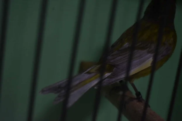 Kanarinci boje crne serije