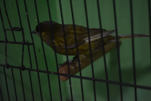 Kanarinci boje crne serije