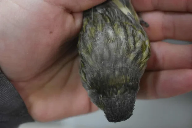 Kanarinci boje crne serije