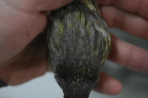 Kanarinci boje crne serije