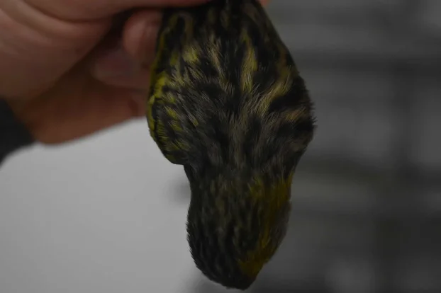 Kanarinci boje crne serije