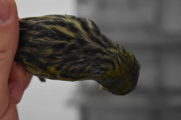 Kanarinci boje crne serije