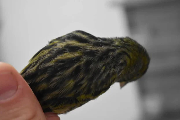 Kanarinci boje crne serije