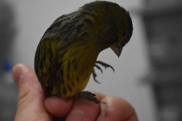 Kanarinci boje crne serije