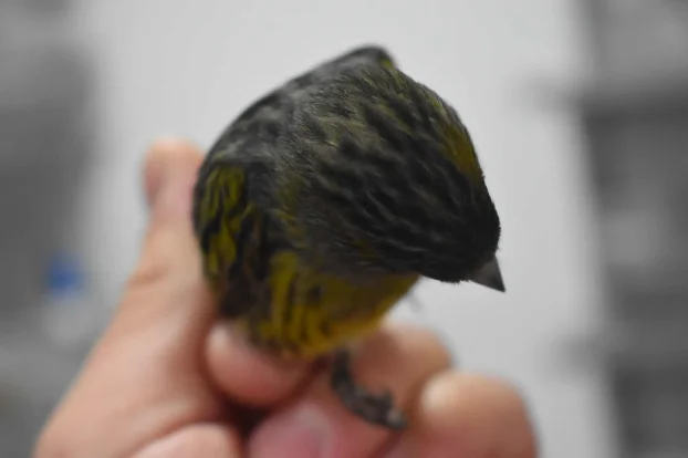 Kanarinci boje crne serije