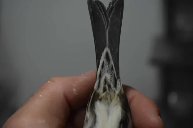 Kanarinci boje crne serije