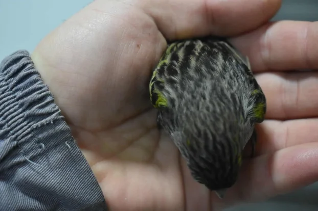 Kanarinci boje crne serije