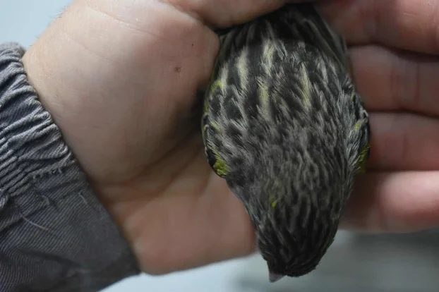 Kanarinci boje crne serije