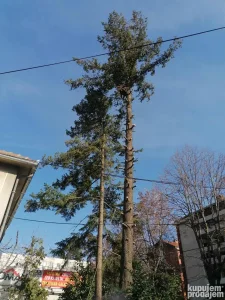 Seča drveća stabala