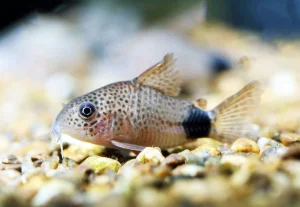 Corydoras similis