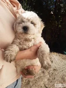 Prodaju se čistokrvni madjarski beli puli štenci