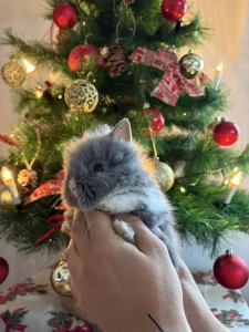 Patuljasti kunici zecevi Lavlja glava i Ovnoliki