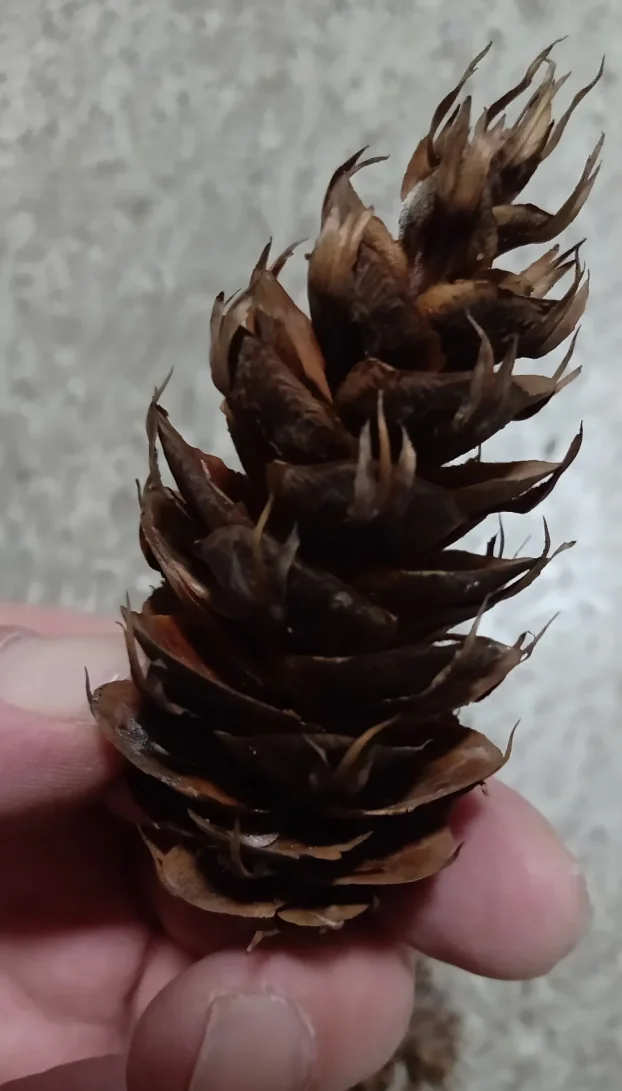 Šišarke duglazije - (3 din. komad)