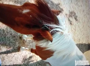 Na prodaju poni