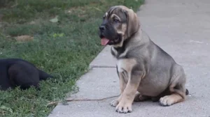 Kupujem štene Srpskog odbrambenog psa