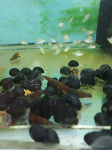 Black millitary helmet snail - Neritina pulligera