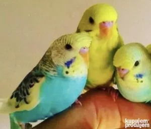 Nimfe,tigrice,kozice,rozenkolinsi,fišeri