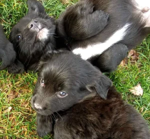 Poklanjamo Štence mešanaca