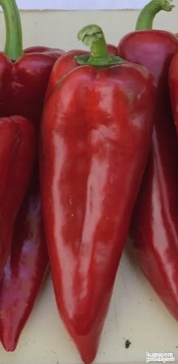 Paprika slatka venčara leskovačka paprika za sušenje i ajvar
