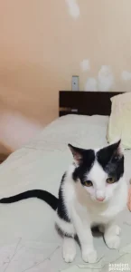 Macici stari tri meseca na Dusanovcu