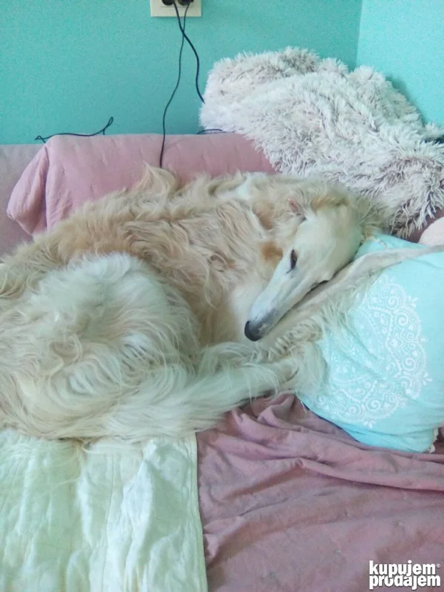 Ruski hrt za parenje