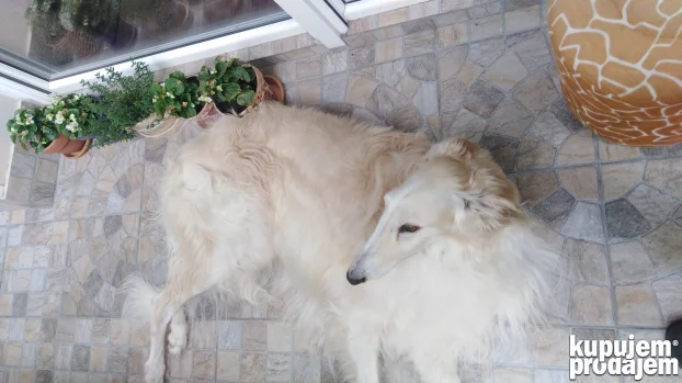 Ruski hrt za parenje