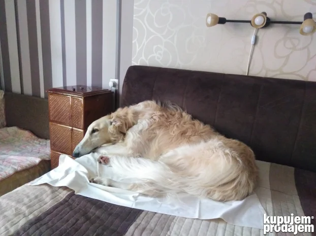 Ruski hrt za parenje