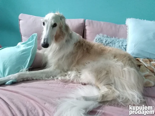 Ruski hrt za parenje