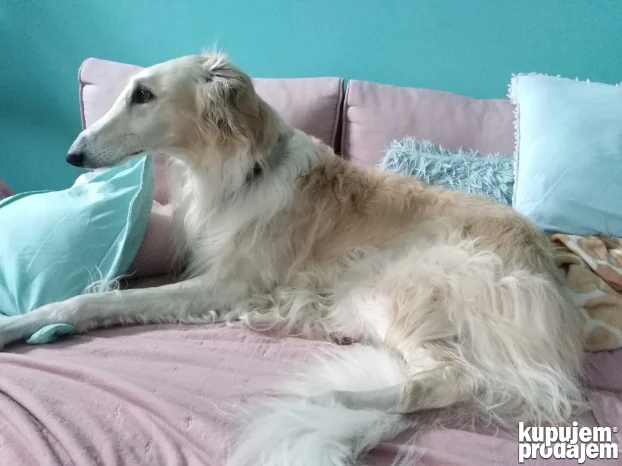 Ruski hrt za parenje