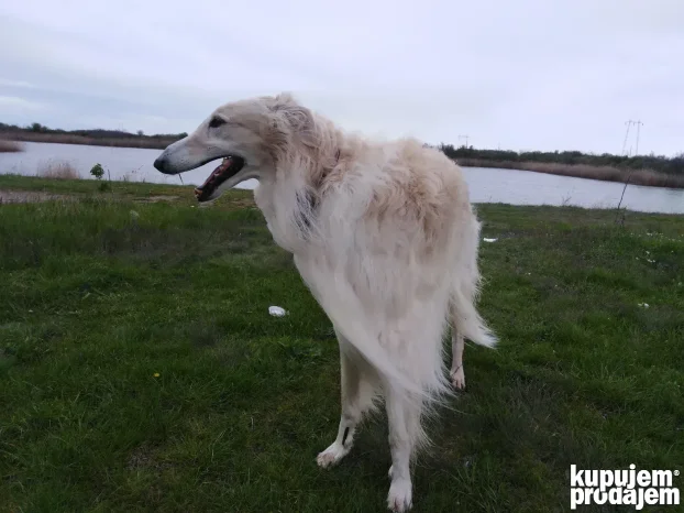 Ruski hrt za parenje