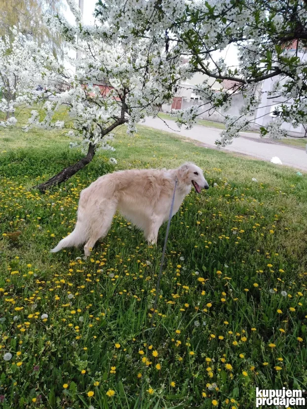 Ruski hrt za parenje