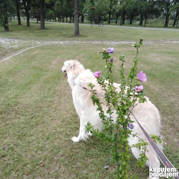 Ruski hrt za parenje