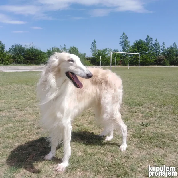Ruski hrt za parenje