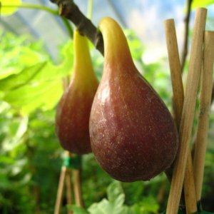 Smokva (Perretta , Petrovaca) sadnice