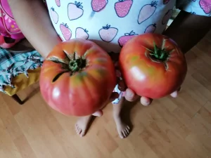 Crnkovic Yugoslavian-( krupni roze mesnati paradajz )-seme