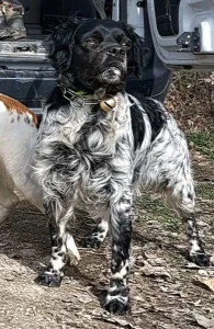 Epagneul Breton Maximus za parenje