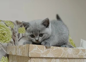 Britanski kratkodlaki macici odgajivacnica