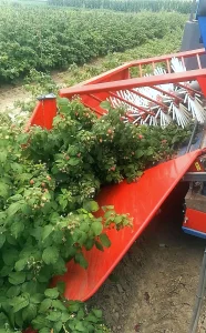 Malina POLANA sadnice