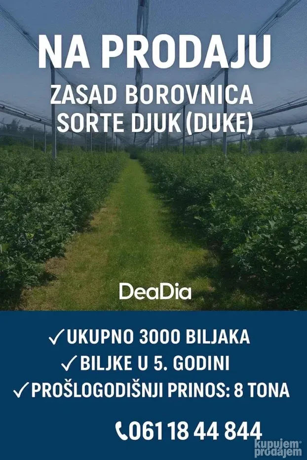 Venčane, zasad borovnica