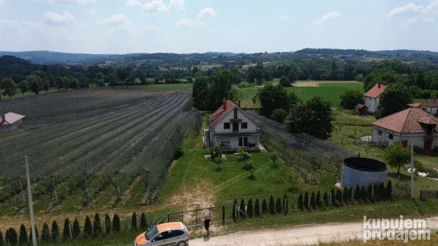 Venčane, zasad borovnica