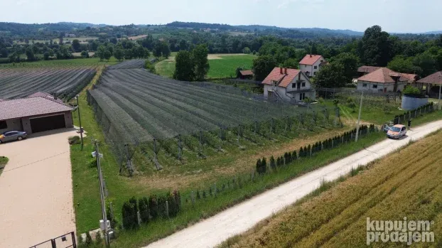 Venčane, zasad borovnica