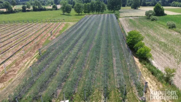 Venčane, zasad borovnica