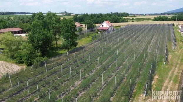 Venčane, zasad borovnica