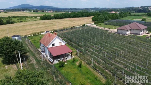 Venčane, zasad borovnica